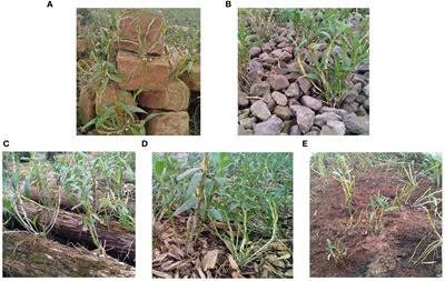 Effects of the epiphytic patterns on endophytes and metabolites of Dendrobium nobile Lindl